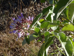 Critoniopsis