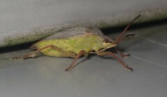 Euschistus variolarius