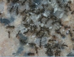 Paratrechina longicornis