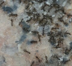 Paratrechina longicornis