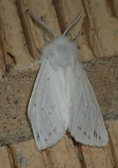 Spilosoma congrua