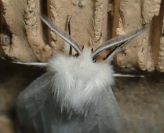 Spilosoma congrua