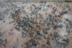 Paratrechina longicornis