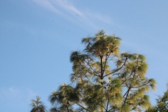 Pinus pseudostrobus