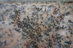 Paratrechina longicornis