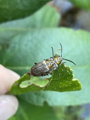 Poneridia semipullata