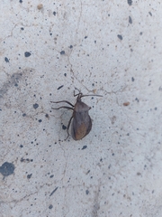 Spartocera