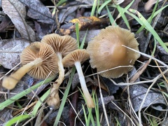 Meottomyces dissimulans