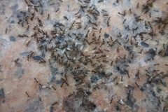 Paratrechina longicornis