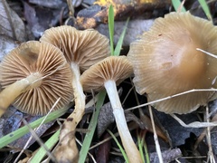 Meottomyces dissimulans