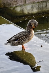 Anas platyrhynchos platyrhynchos