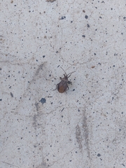 Spartocera