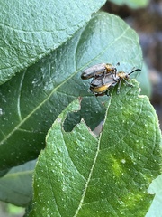 Poneridia semipullata