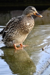 Anas platyrhynchos platyrhynchos