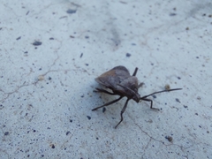 Spartocera