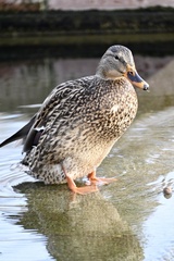 Anas platyrhynchos platyrhynchos