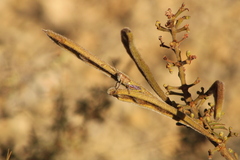 Perixerus