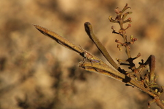 Perixerus