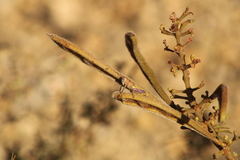 Perixerus