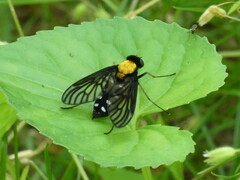Chrysopilus thoracicus