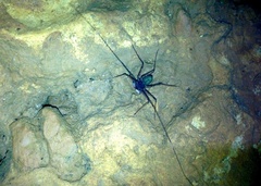 Phrynus operculatus