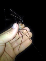 Phrynus operculatus
