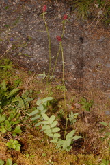 Sanguisorba officinalis