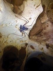 Phrynus operculatus