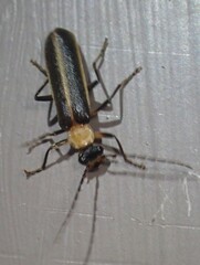 Podabrus flavicollis