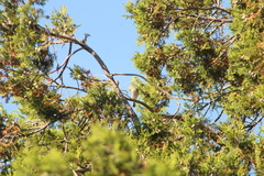 Spizella passerina