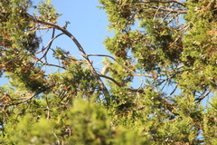 Spizella passerina