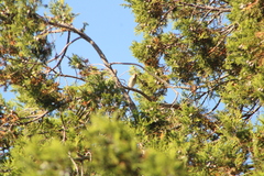 Spizella passerina