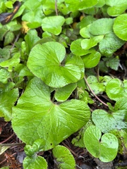Petasites pyrenaicus