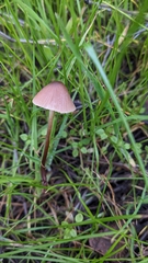 Conocybe
