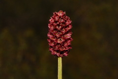 Sanguisorba officinalis