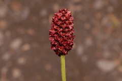 Sanguisorba officinalis