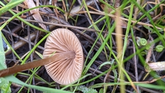 Conocybe