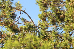 Spizella passerina