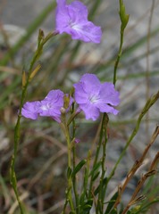 Bouchea linifolia