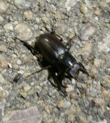 Lucanus placidus