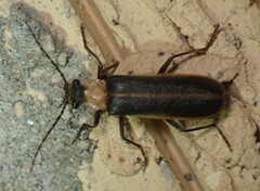 Podabrus flavicollis