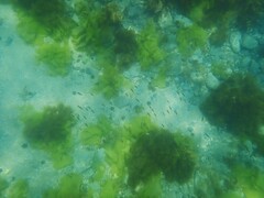 Sepioteuthis australis