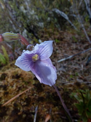 Thelymitra cyanea