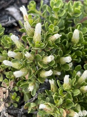 Baccharis magellanica