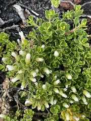 Baccharis magellanica