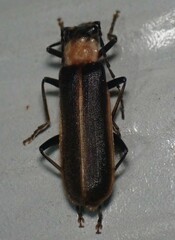 Podabrus flavicollis