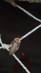 Aspisoma