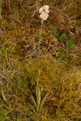 Antennaria pulcherrima