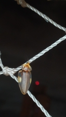 Aspisoma
