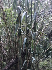 Arundo